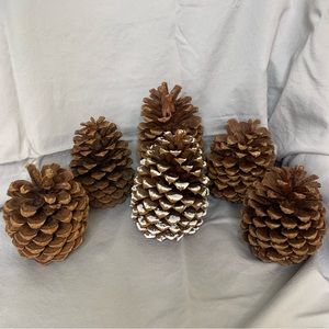 6 Pinecones from Redwood National Forest, from 1970s, Holiday Home Decor Fall